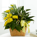 Loving Light Dishgarden