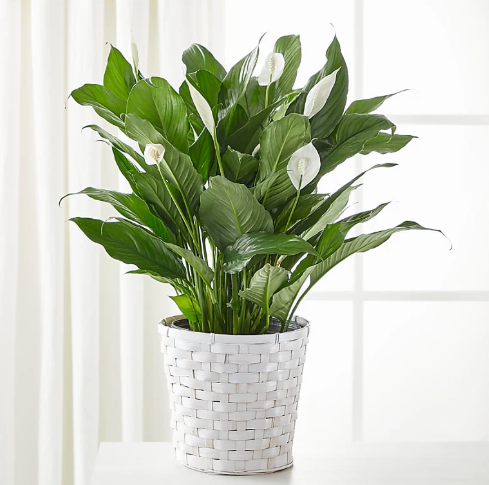 A New Leaf Peace Lily
